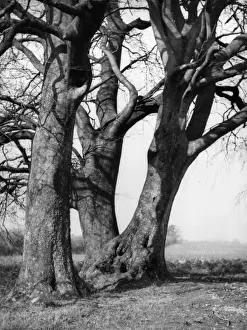 Beech Trees Imprime: Beech Trees