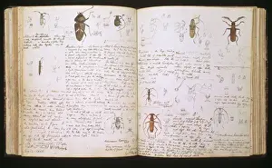 Insectos Imprime: Beetles