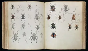 Escarabajo Imprime: Beetles
