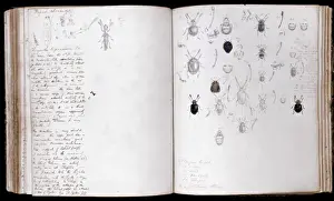 Escarabajo Imprime: Beetles