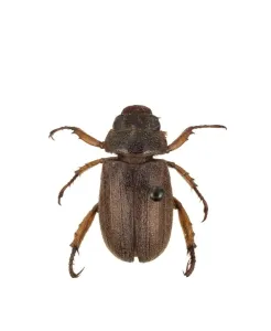 Escarabajo Imprime: Adoretus versutus, escarabajo rosa.