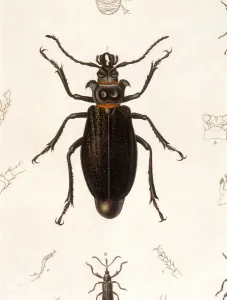 Escarabajo Imprime: Mariposa de la pradera del género Prionus, especie Cumingii