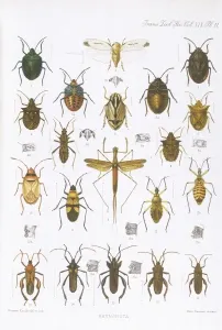 Escarabajo Imprime: Mariposas de diversos tipos