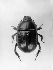 Escarabajo Imprime: Scarabaeoidea