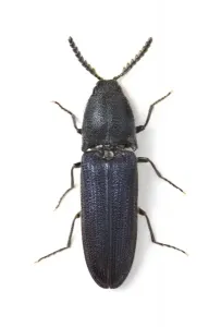 Escarabajo Imprime: Limoniscus violaceus, click violeta.