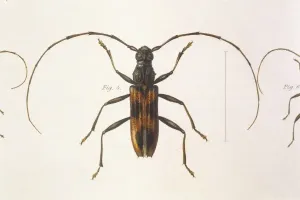 Escarabajo Imprime: Estenocoro gigante