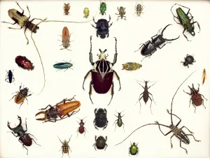 Escarabajo Imprime: Especímenes de escarabajos varios.