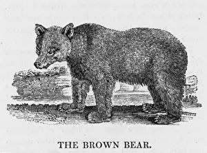 Thomas Bewick Imprime: Oso marrón Bewick