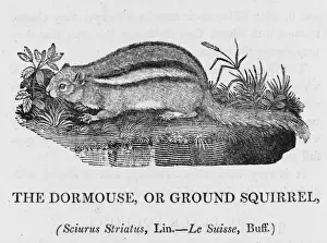 Bewick Prints Imprime: Bewick / Chipmunk