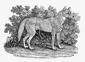 Whipsnade Zoo Animals Imprime: Bewick Dingo
