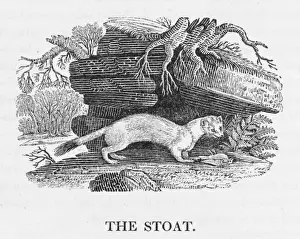 Mustelid Species Imprime: Bewick / Stoat