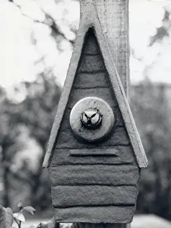 Blue Tit Nesting Box Imprime: Bird looking out of a nesting box