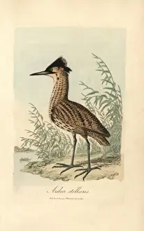 Bittern Bird Imprime: Bittern, Ardea stellaris, Botaurus stellaris