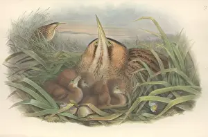 Impresiones de Batisauridae estrella de Europa Avetoro Común Imprime: Batisaurio estelar, búho europeo
