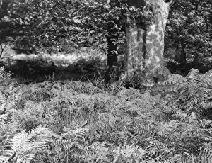 English Forest Scenery Imprime: BRACKEN