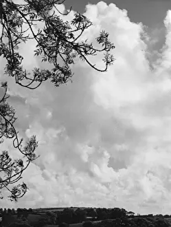 Atmospheric Cloud Formations Imprime: Branches and Clouds