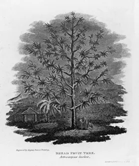 Breadfruit Tree Imprime: Breadfruit Tree