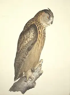 William MacGillivray Artwork Imprime: Bubo bubo, Eurasian eagle-owl