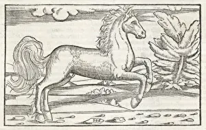 Pintura Imprime: BUCEPHALUS