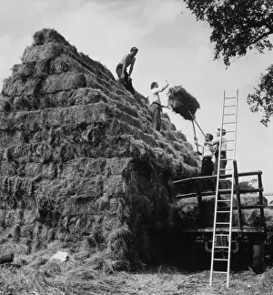 Farming In Britain Imprime: Building a Haystack