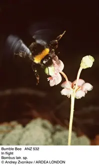 Insect Photography UK Imprime: BUMBLEBEE - In flight