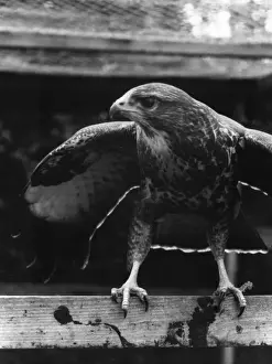 Vintage Bird Images Imprime: BUZZARD