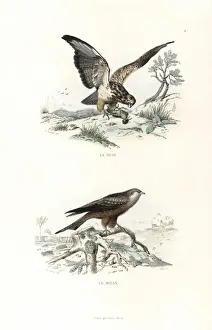 Bird Of Prey Illustrations Imprime: Buzzard and red kite