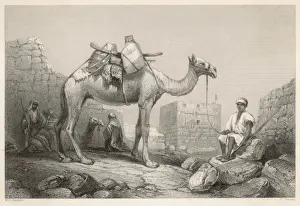 Camel Photography Imprime: Camel (Bartlett)