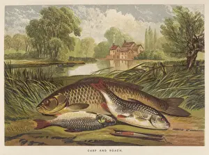 Fish Illustration Art Imprime: A Carp and a Roach