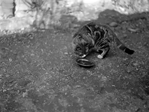 Historical Animal Prints Online Imprime: A Cat Drinking
