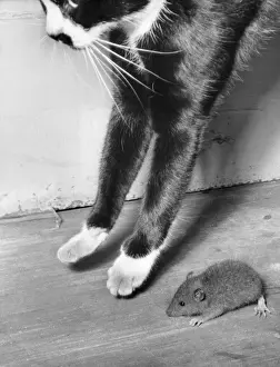 Vintage Cat Photography Imprime: Cat and mouse
