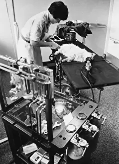 Veterinary Care For Cats Imprime: Cat on Operating Table