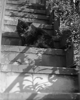 Historical Animal Prints Online Imprime: Cat on the Steps