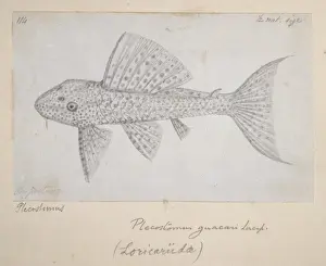 Impresiones de Dibujo número 114 de Alfred Russel Wallace Siluro Lápiz Imprime: Catfish
