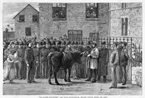 Charles Stewart Parnell Image Imprime: Cattle Seized