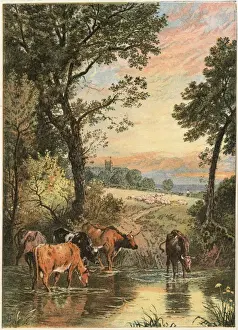 Village Scenery Imprime: Cattle in Stream