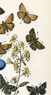 Chequered Skipper Butterfly Imprime: Chequered Skipper 2