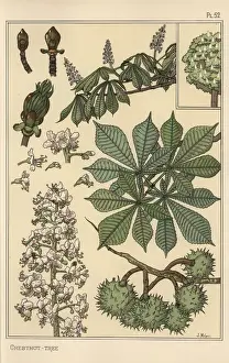 Eugene Grasset Prints Imprime: Chestnut tree botanical study