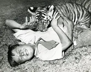 Circo Chipperfields - Tigre - Kumar
