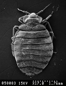 Impresiones de Imagen del microscopio de rayos x de un ácar cama (x 17) Chinches Imprime: Pulga de cama Cimex lectularius
