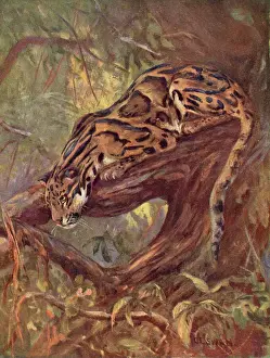 Gato Salvaje Imprime: Leopardo de niebla