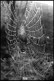Natural Background Images Imprime: Cobweb