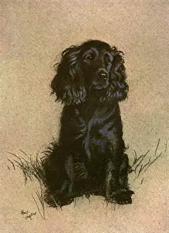 Cocker Spaniel Breed Imprime: Cocker Spaniel