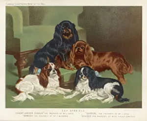Impresiones de Cuatro King Charles Spaniels, uno de cada color: 1. Blenheim 2. Negro y marrón 3. Rubí 4. Tricolor Rey Carlos Imprime: Cuatro Colores Juntos.