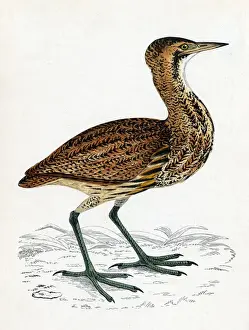Impresiones de BECADA COMÚN (Botaurus stellaris) Prefiere humedales de juncos y tierras de pantano. Fecha: 1851 Imágenes Relacionadas Imprime: Ibis Bittero Común