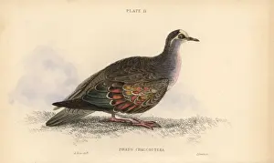 Historical Bird Prints Online Imprime: Common bronzewing, Phaps chalcoptera