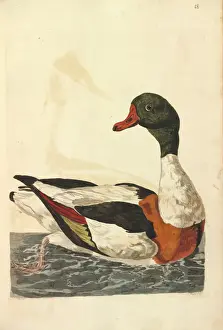 Cisne Común de Patas Cortas