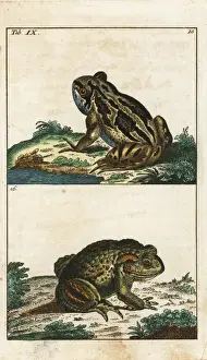 Copperplate Engravings Zoology Imprime: Common toad, Bufo bufo
