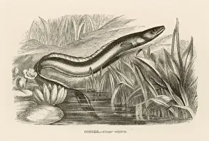 Conger Eel Imprime: CONGER EEL