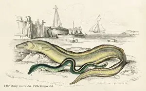 Conger Eel Imprime: Conger Eel & Sharp Nosed